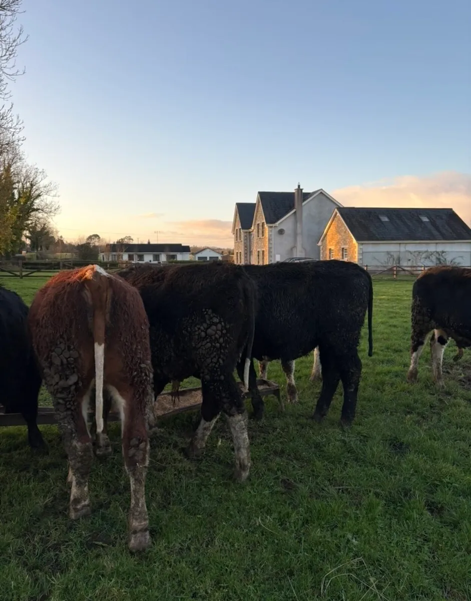 7 super 350kg outlier bullocks🔥 - Image 2