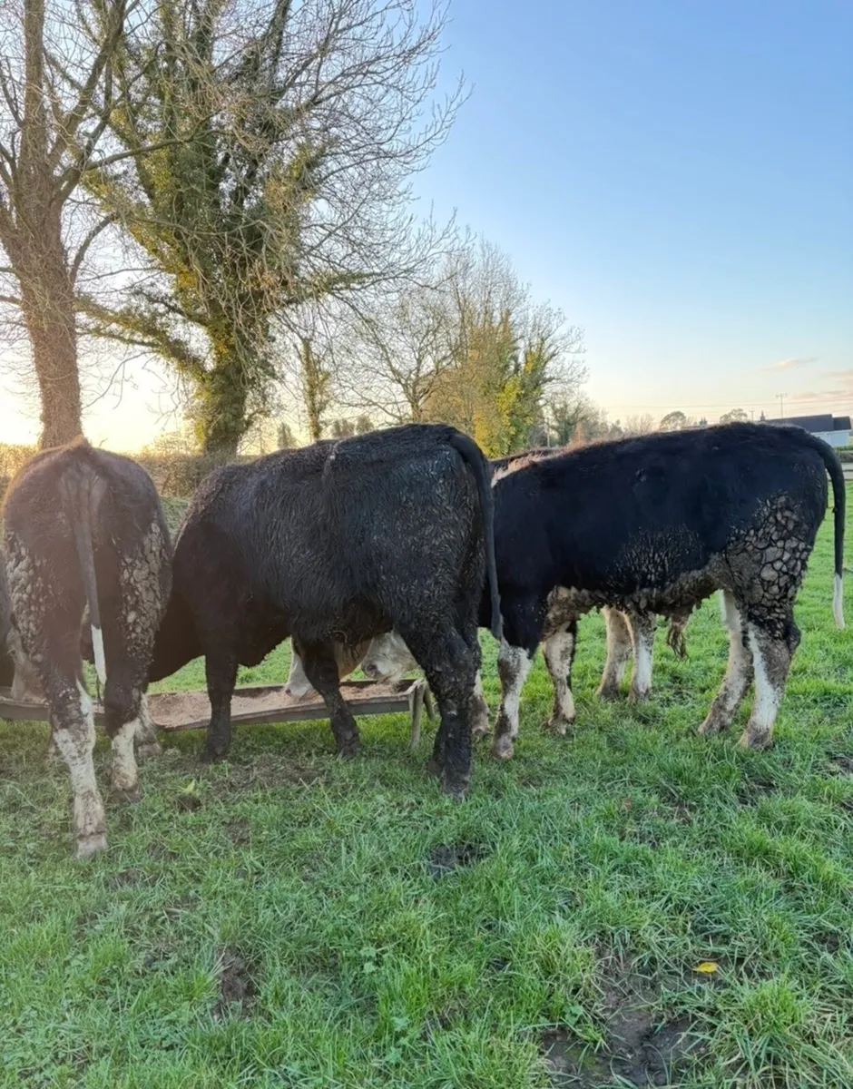 7 super 350kg outlier bullocks🔥 - Image 3