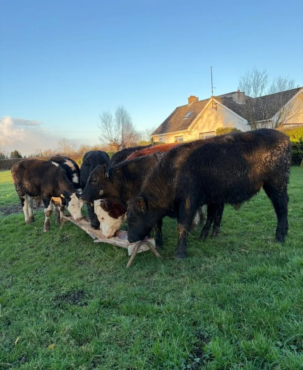 7 super 350kg outlier bullocks🔥 - Image 4