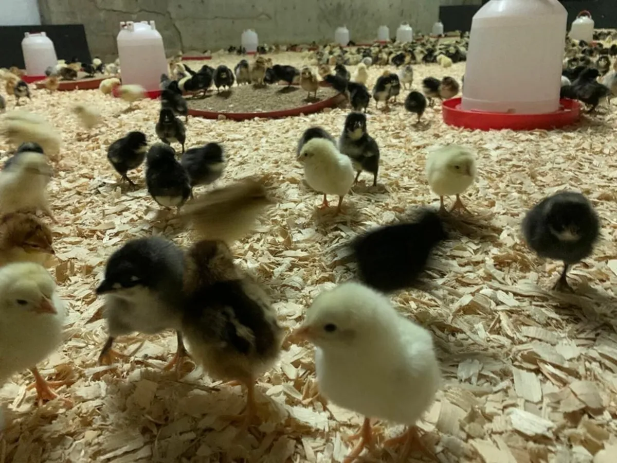 Day Old Layer Chicks - Image 3