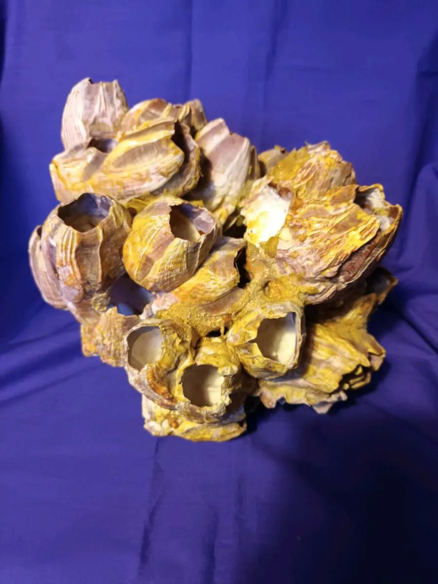 Natural  Purple Acorn  Barnacle  Cluster - Image 1