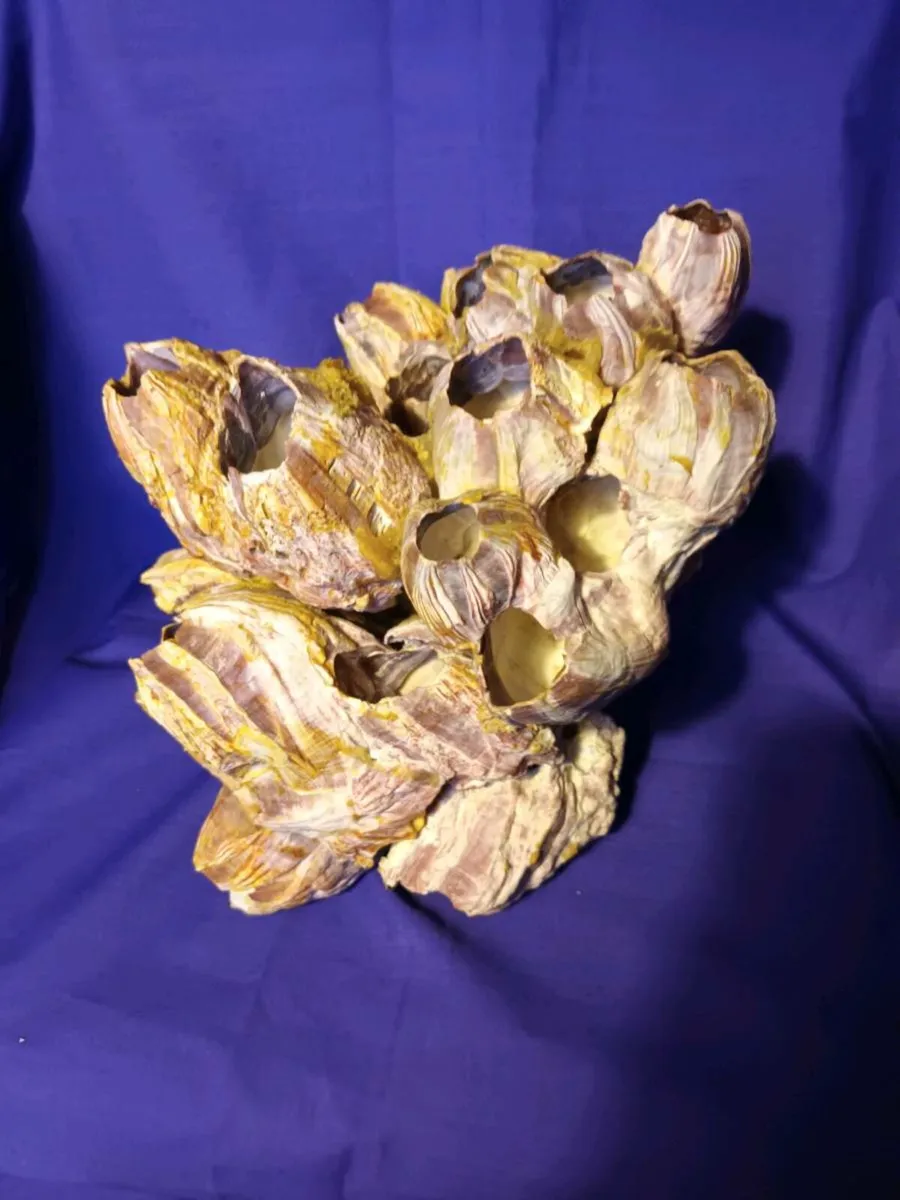 Natural  Purple Acorn  Barnacle  Cluster - Image 2