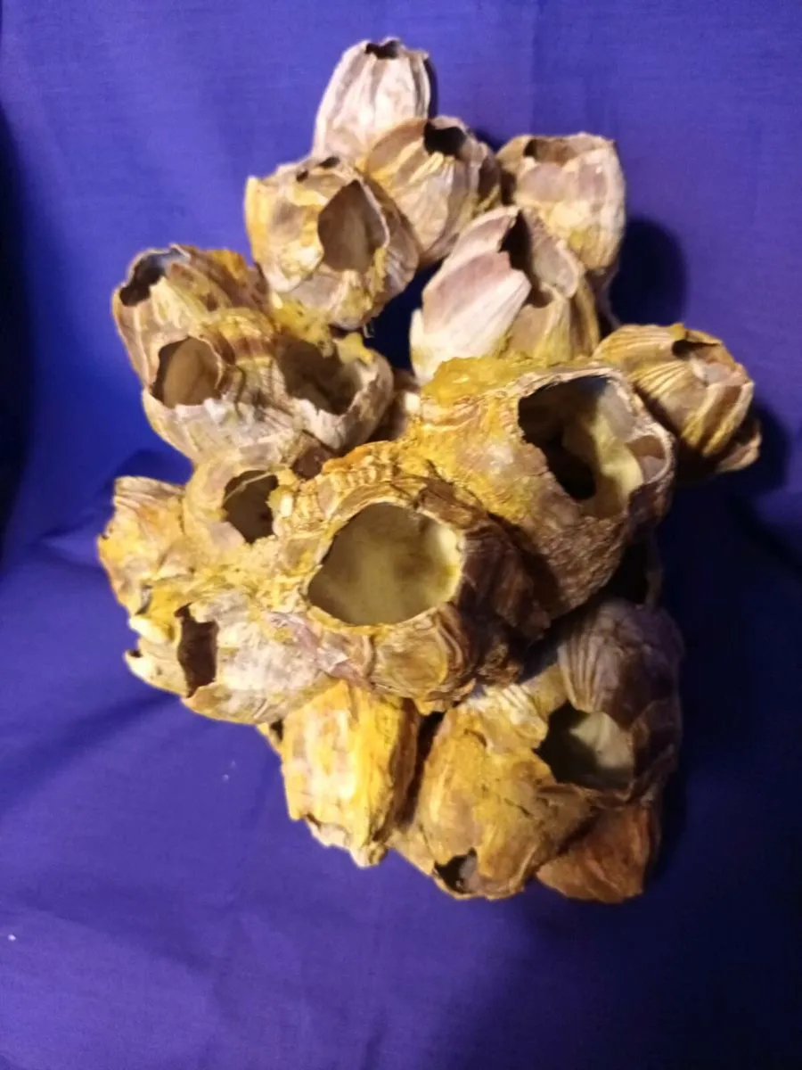 Natural  Purple Acorn  Barnacle  Cluster - Image 3