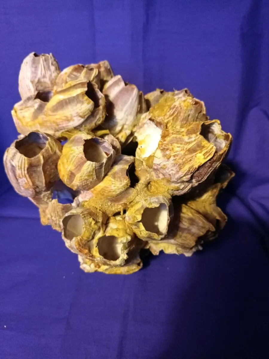 Natural  Purple Acorn  Barnacle  Cluster - Image 4