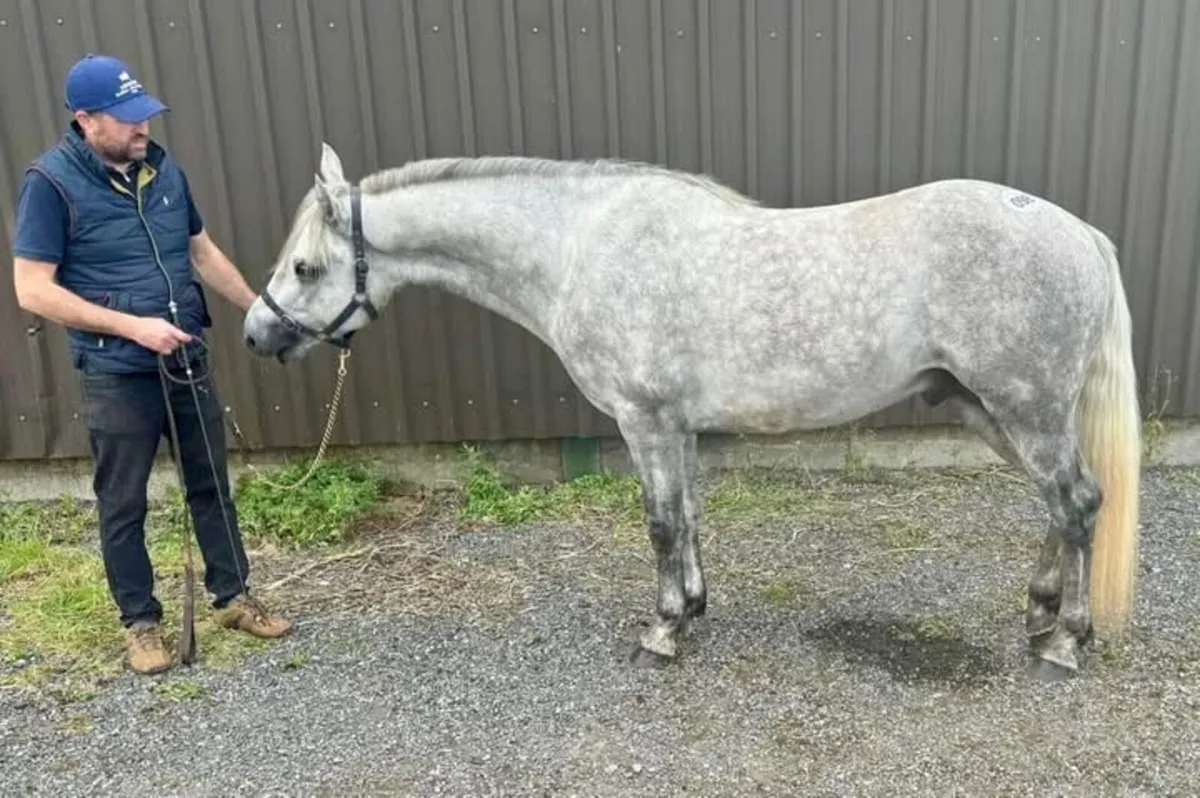 Connemara Colt - Image 3