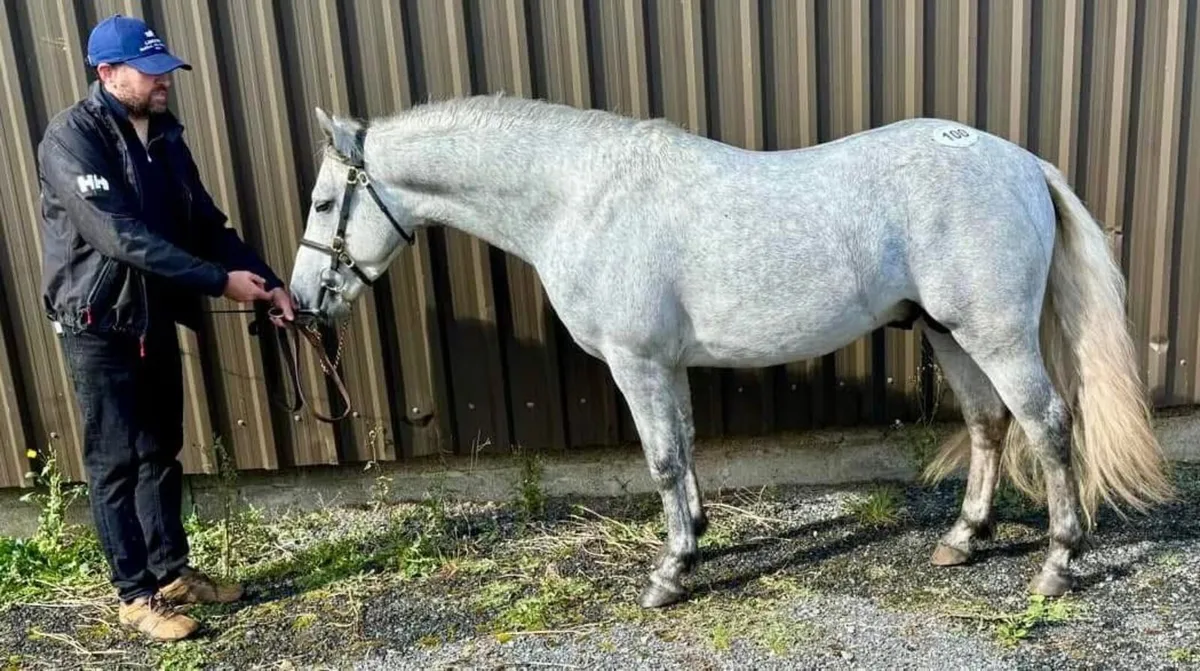 Connemara Colt - Image 4