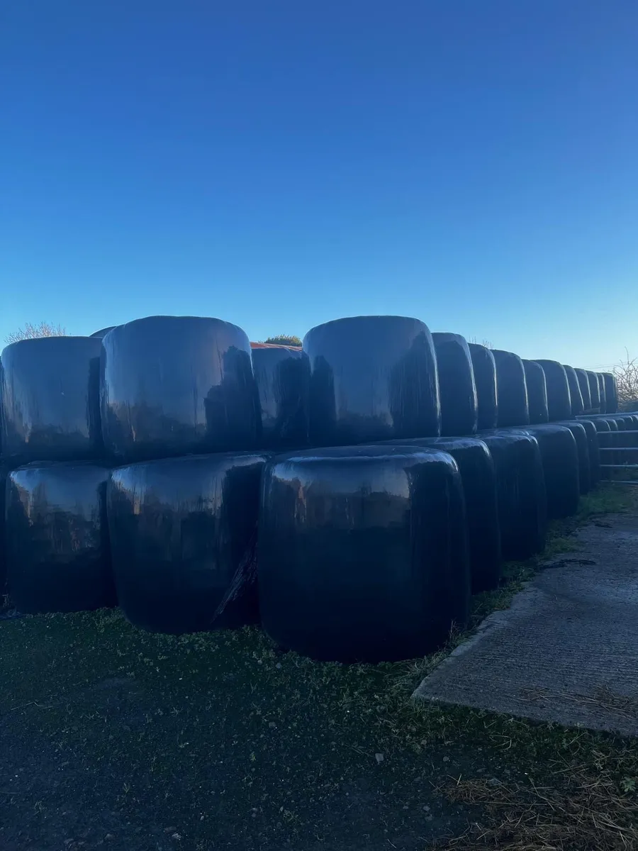 Bales of silage - Image 1