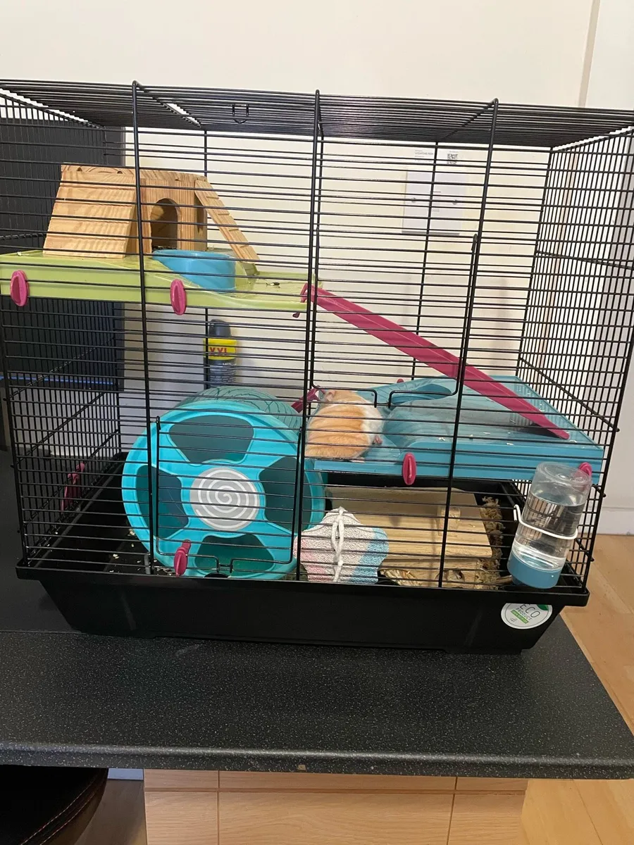 Syrian hamster and cage - Image 1