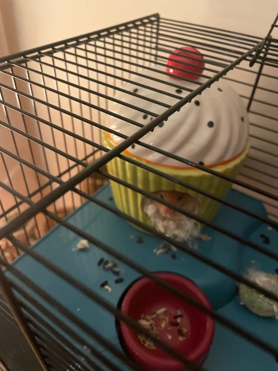 Syrian hamster and cage - Image 2