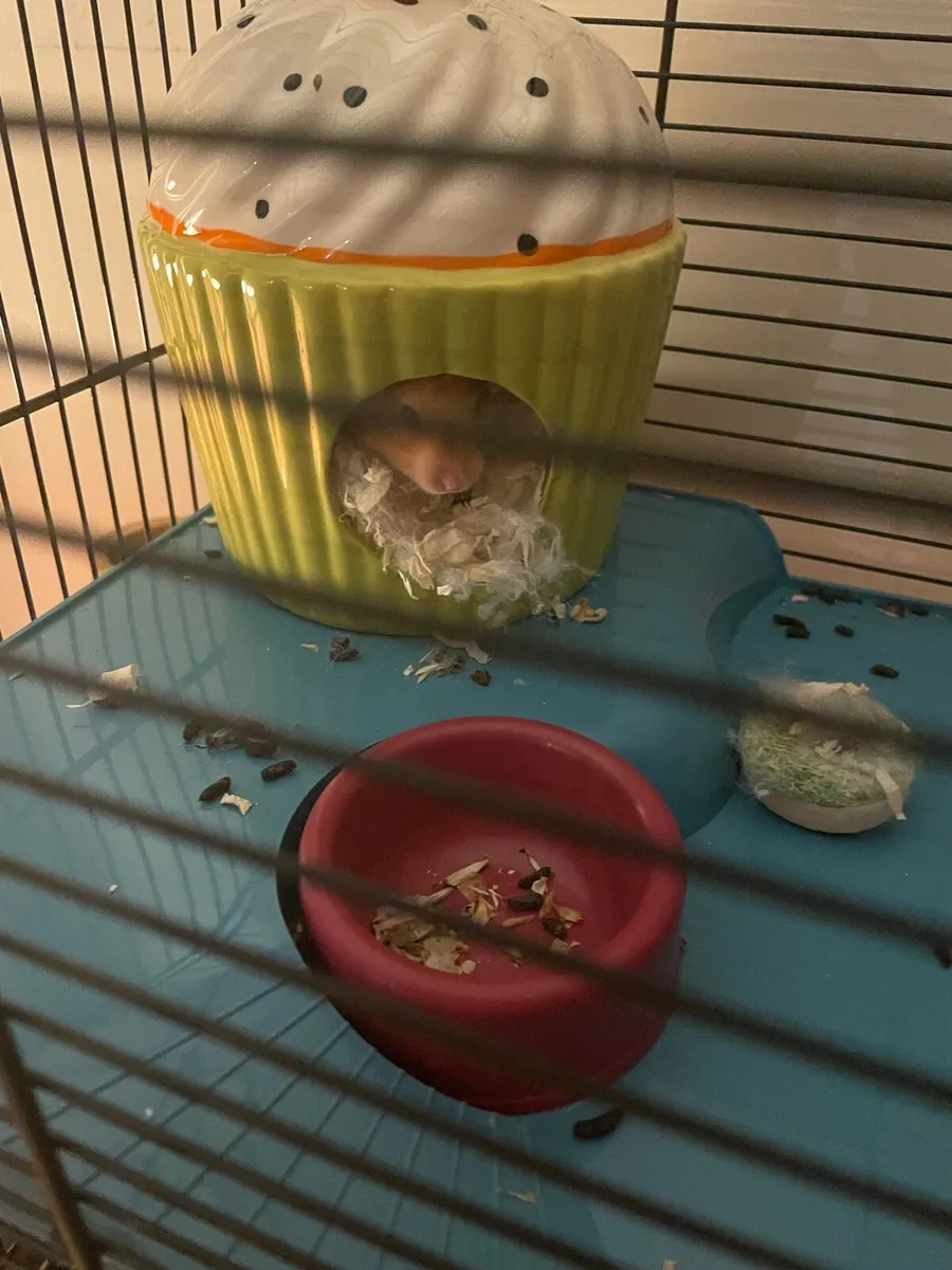 Syrian hamster and cage - Image 3