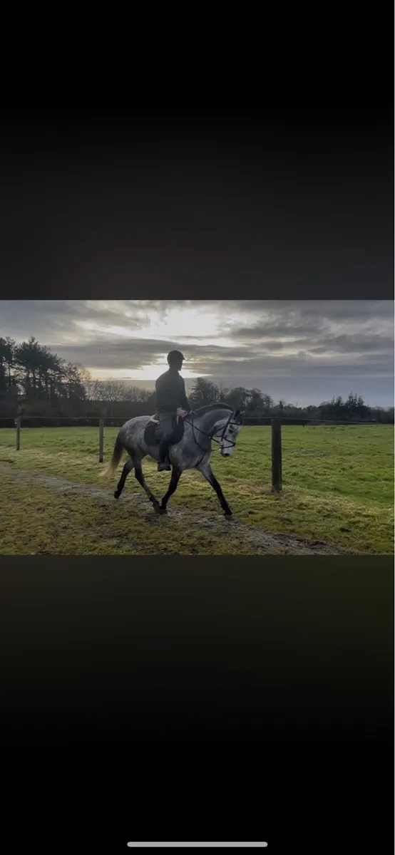 Potential top class 148 gelding - Image 1