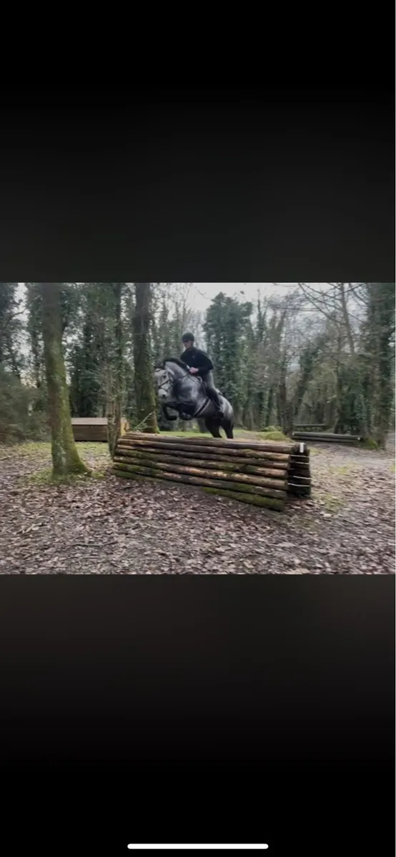 Potential top class 148 gelding - Image 2