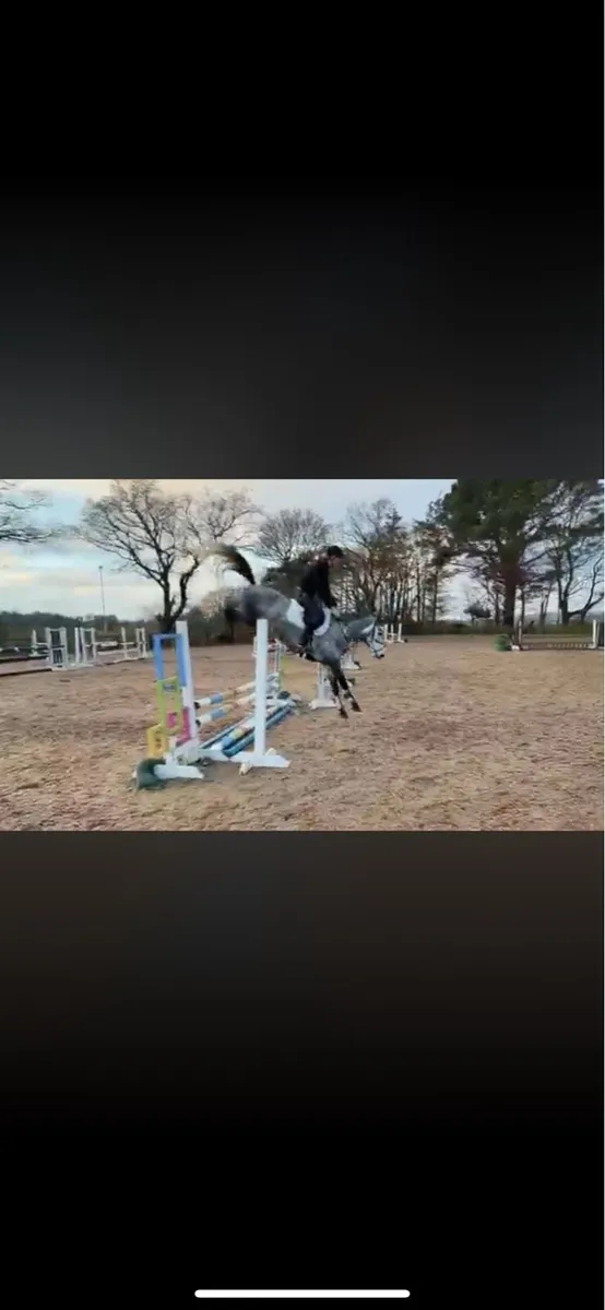 Potential top class 148 gelding - Image 3