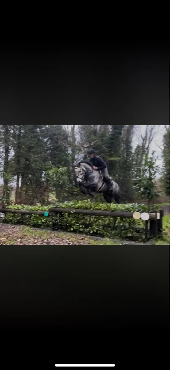 Potential top class 148 gelding - Image 4