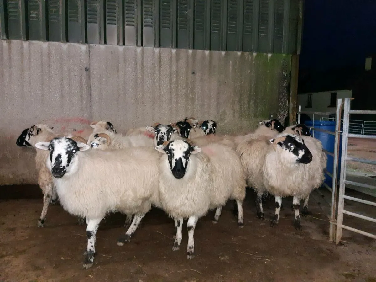 ***Ewe Lambs*** - Image 1