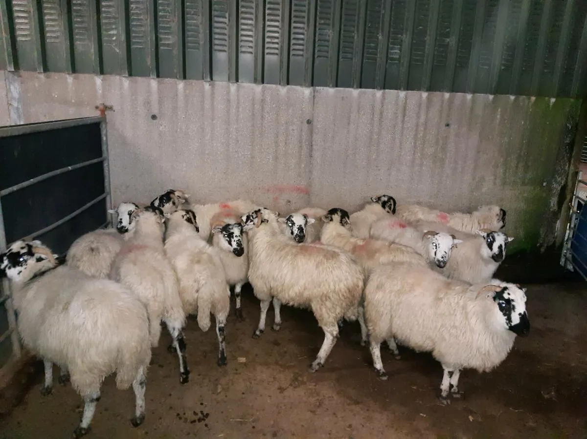 ***Ewe Lambs*** - Image 3