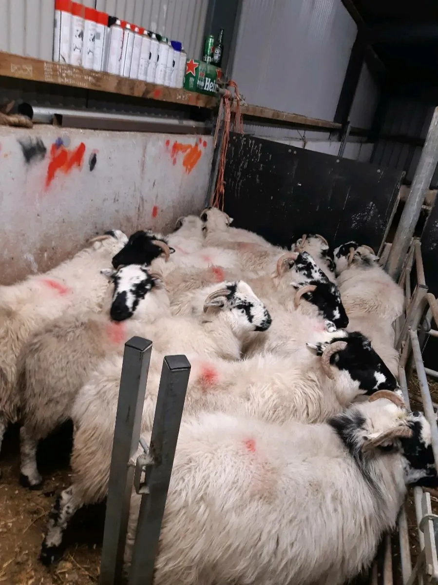 ***Ewe Lambs*** - Image 4