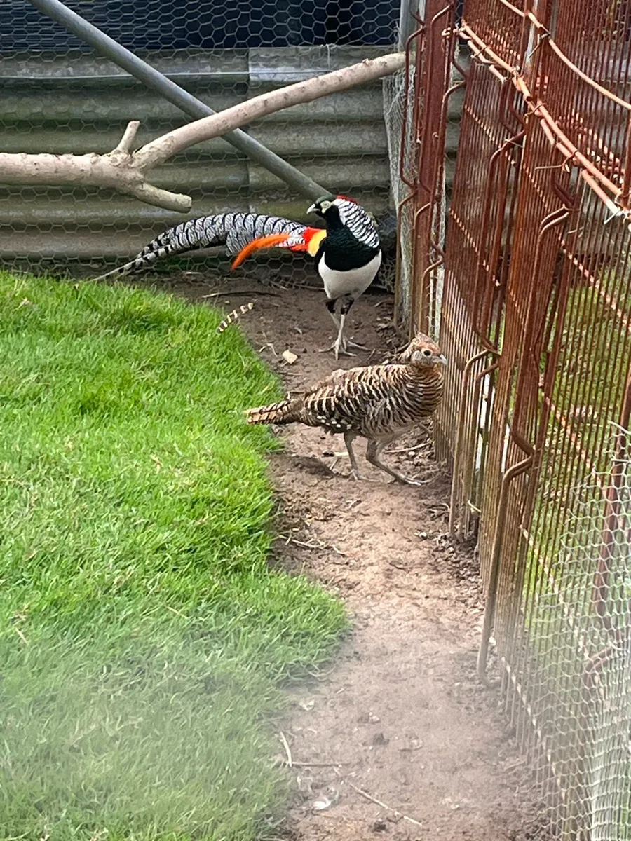 Pheasants - Image 2