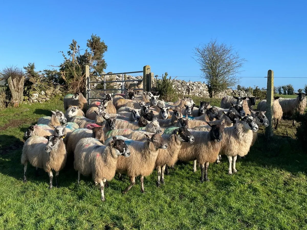 Inlamb Mule ewes - Image 1