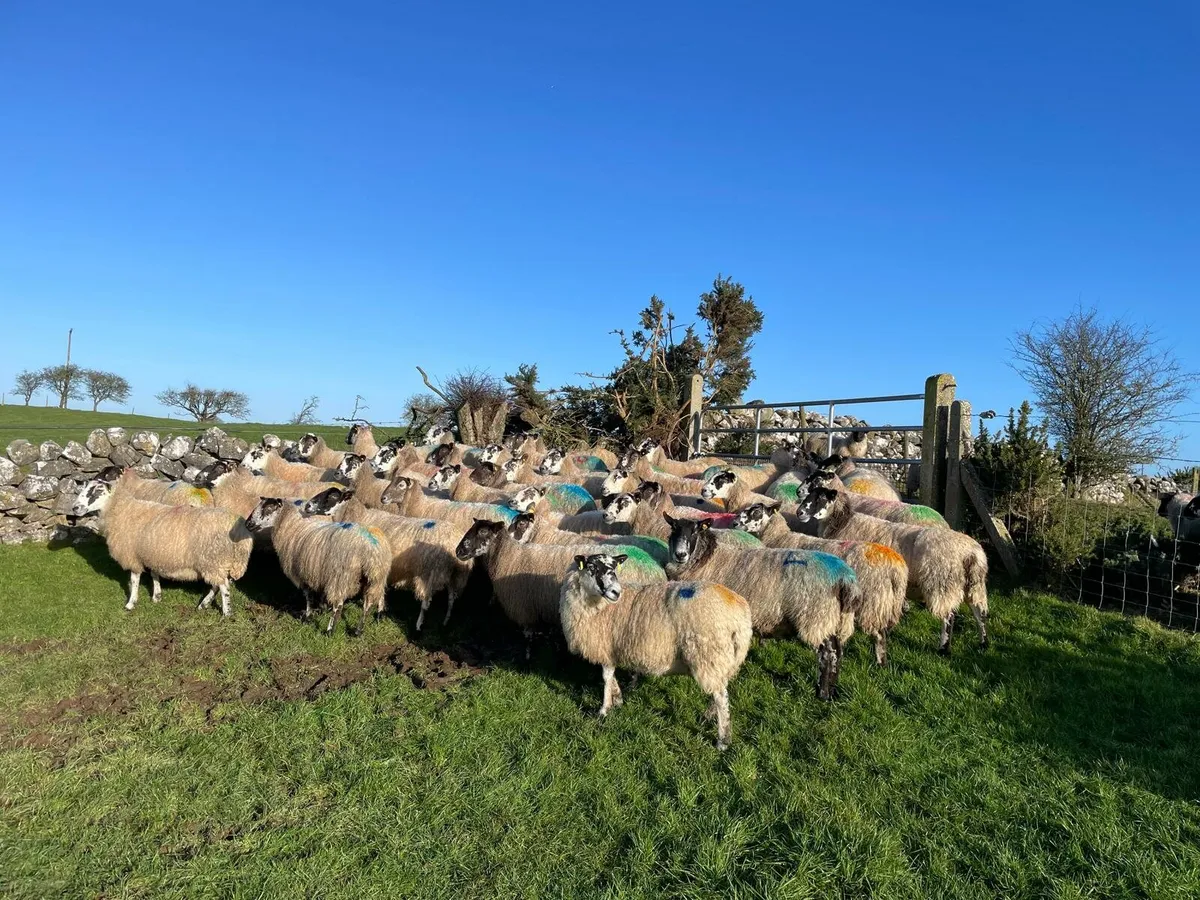 Inlamb Mule ewes - Image 2