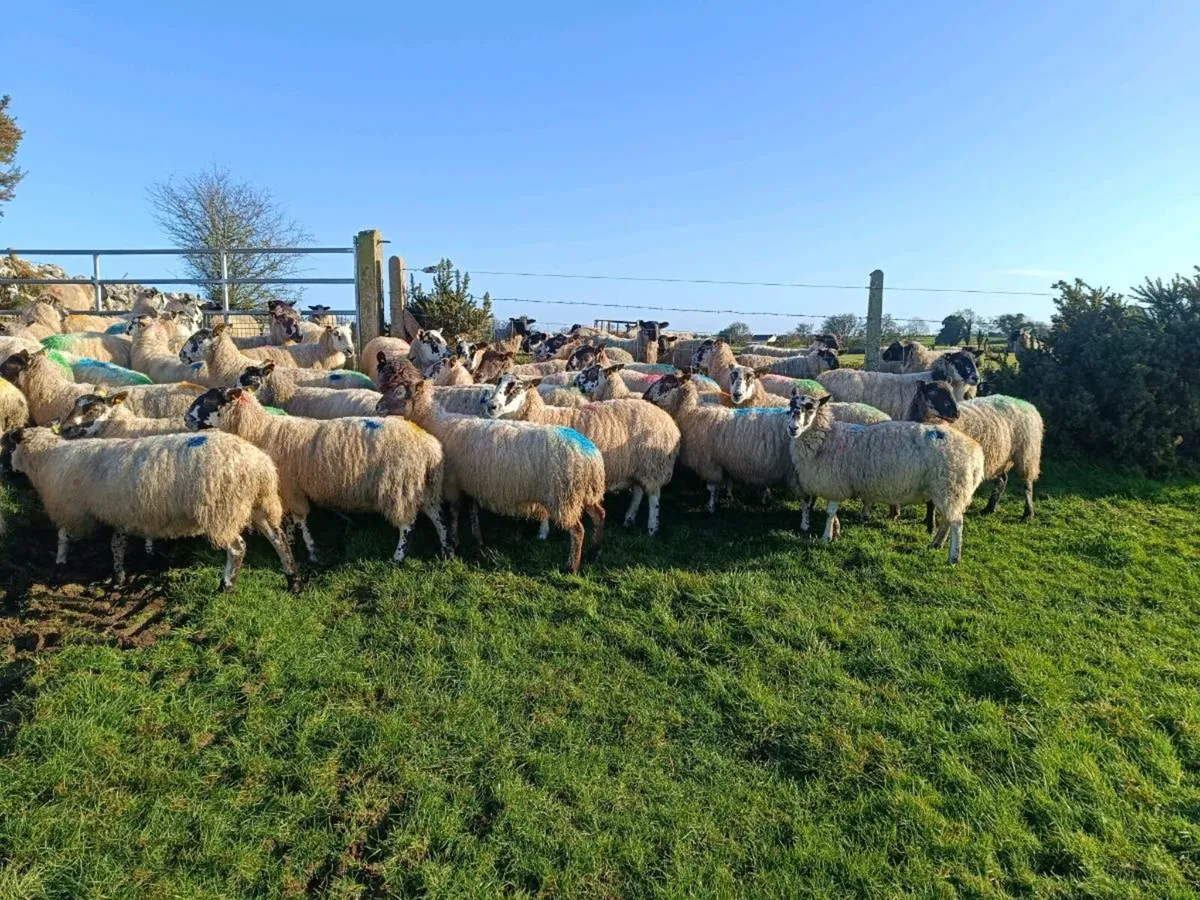 Inlamb Mule ewes - Image 3