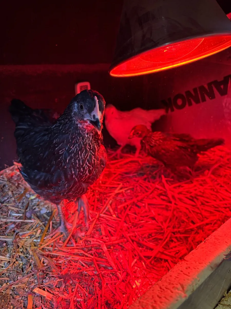 Chicks - Image 1