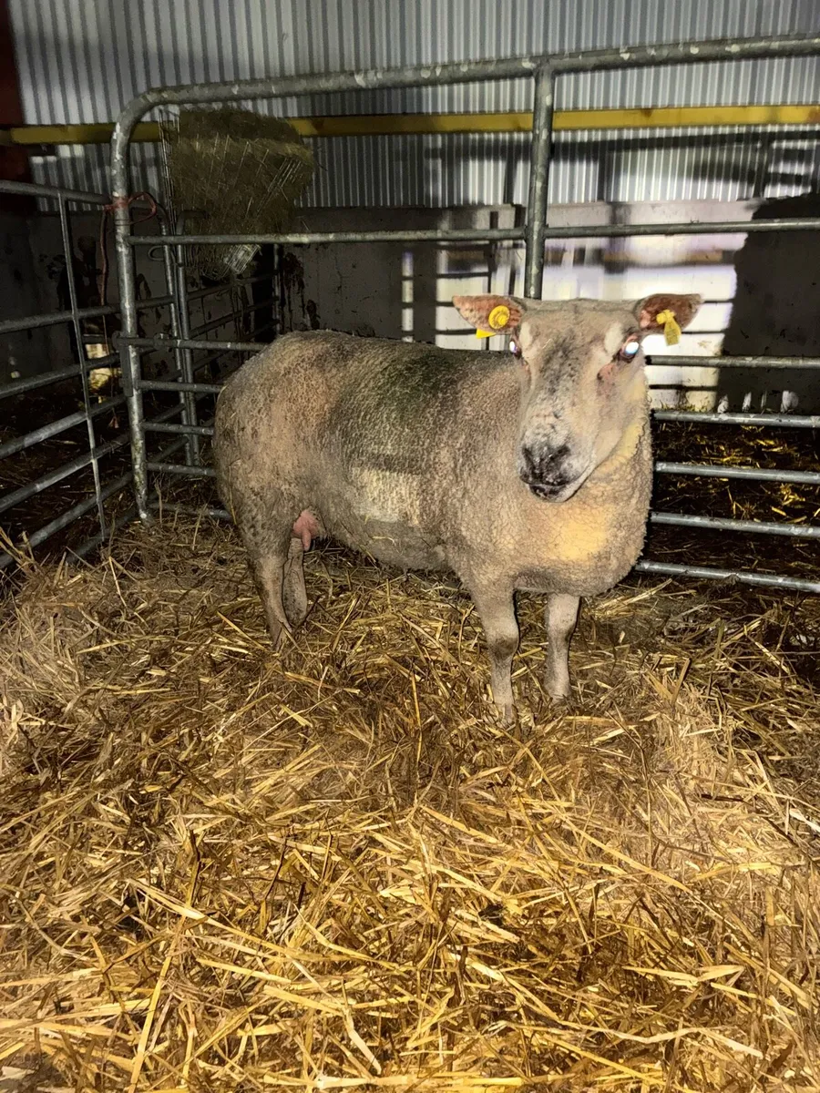 Foster ewe - Image 1