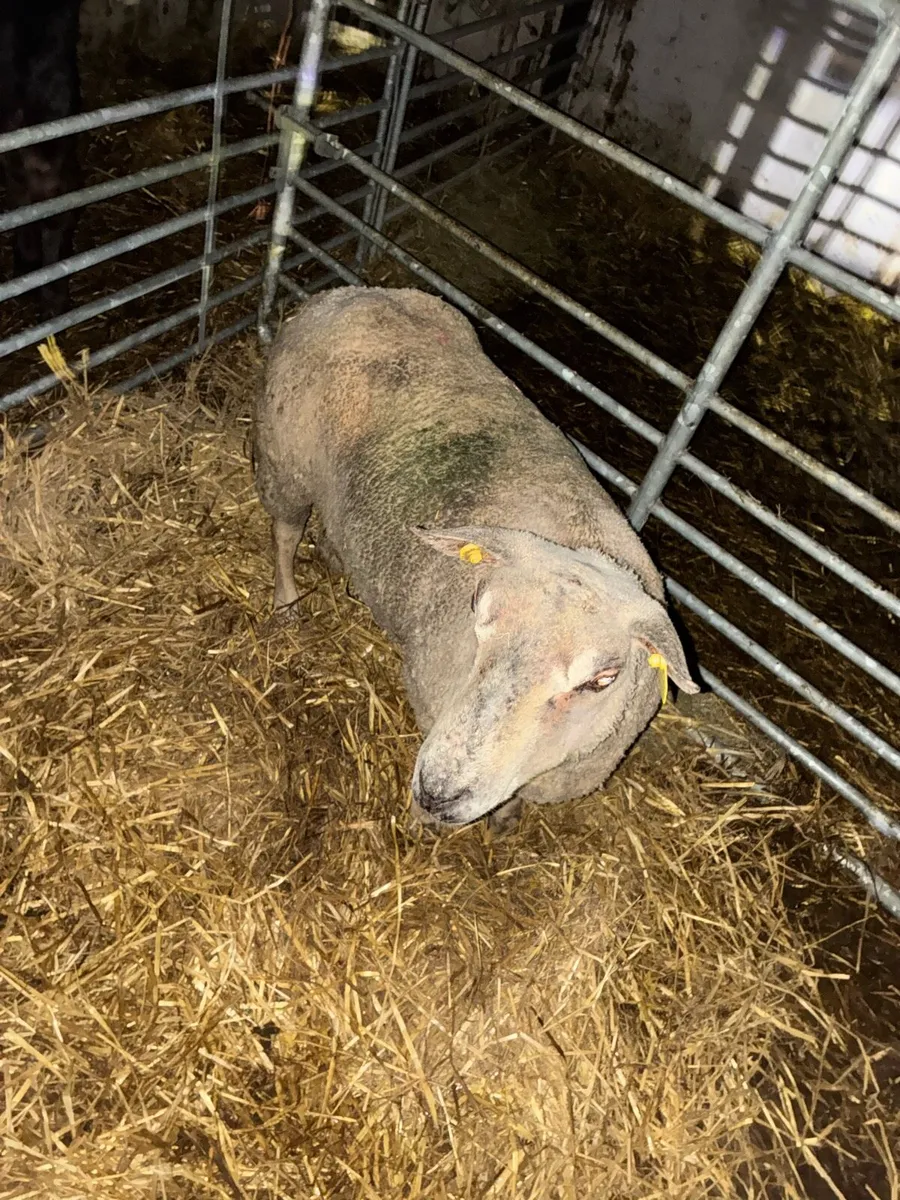 Foster ewe - Image 2