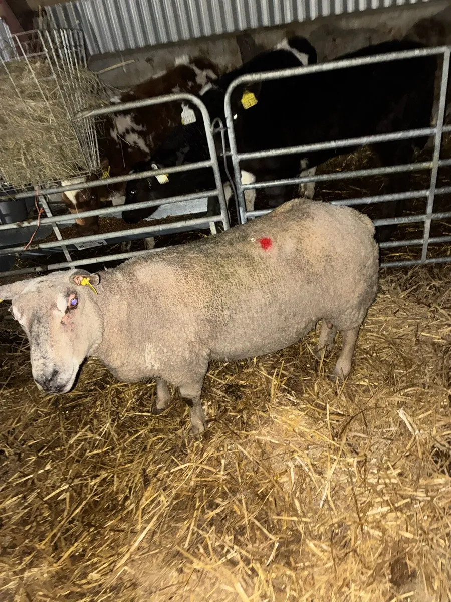 Foster ewe - Image 3