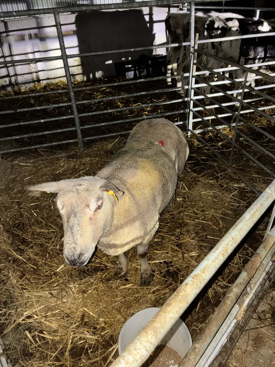 Foster ewe - Image 4