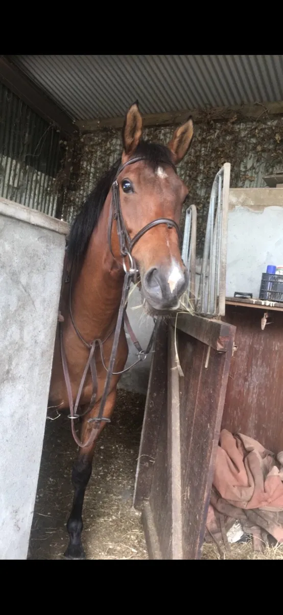 Irish sport horse mare for sale - Image 4