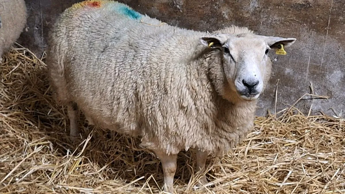 Foster Ewe - Image 1