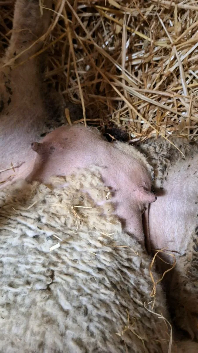 Foster Ewe - Image 2