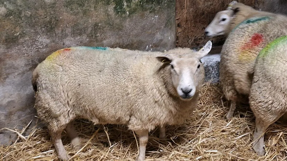 Foster Ewe - Image 3