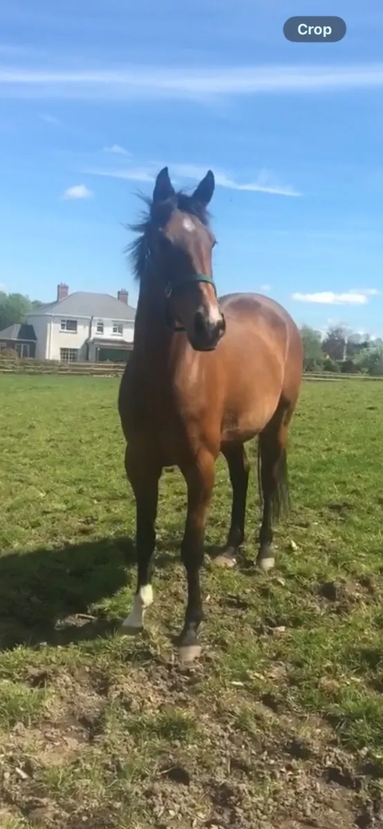 Irish sport horse mare for sale - Image 2