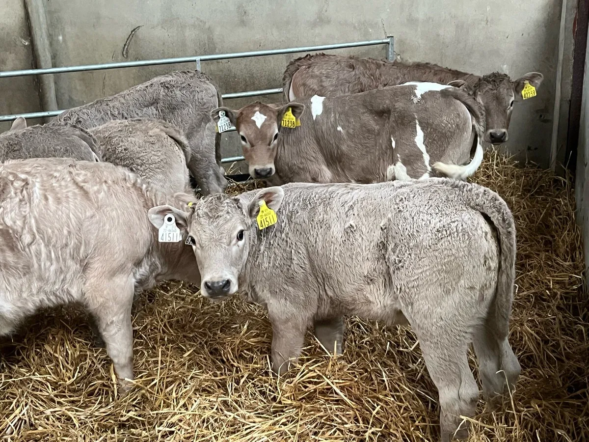 PARKMORE CALF FARM ROSCREA - Image 2