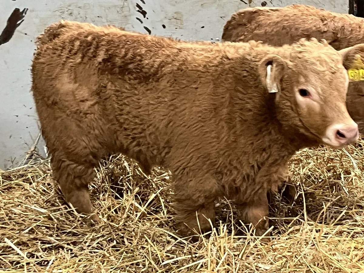 PARKMORE CALF FARM ROSCREA - Image 3