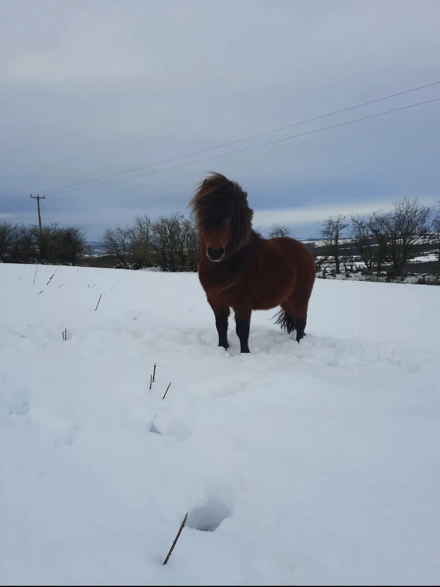 Teaser Pony Stallion - Image 1