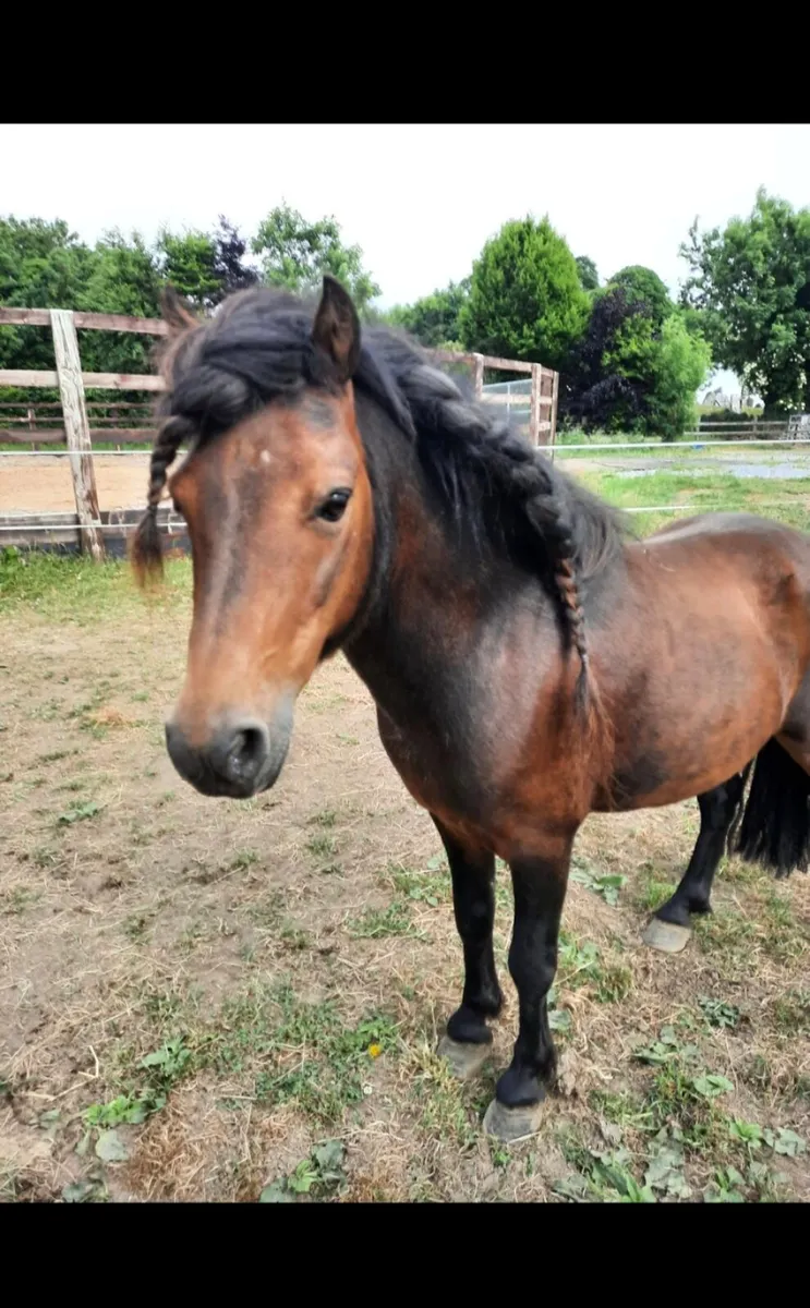 Teaser Pony Stallion - Image 3