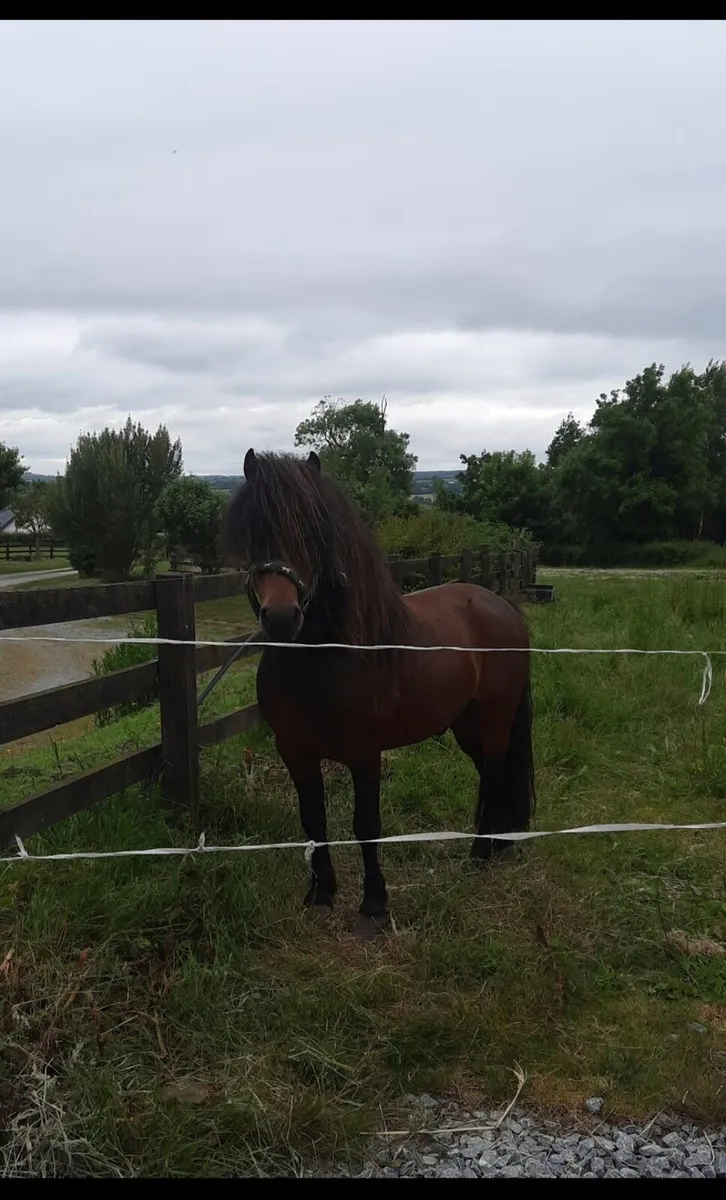 Teaser Pony Stallion - Image 4