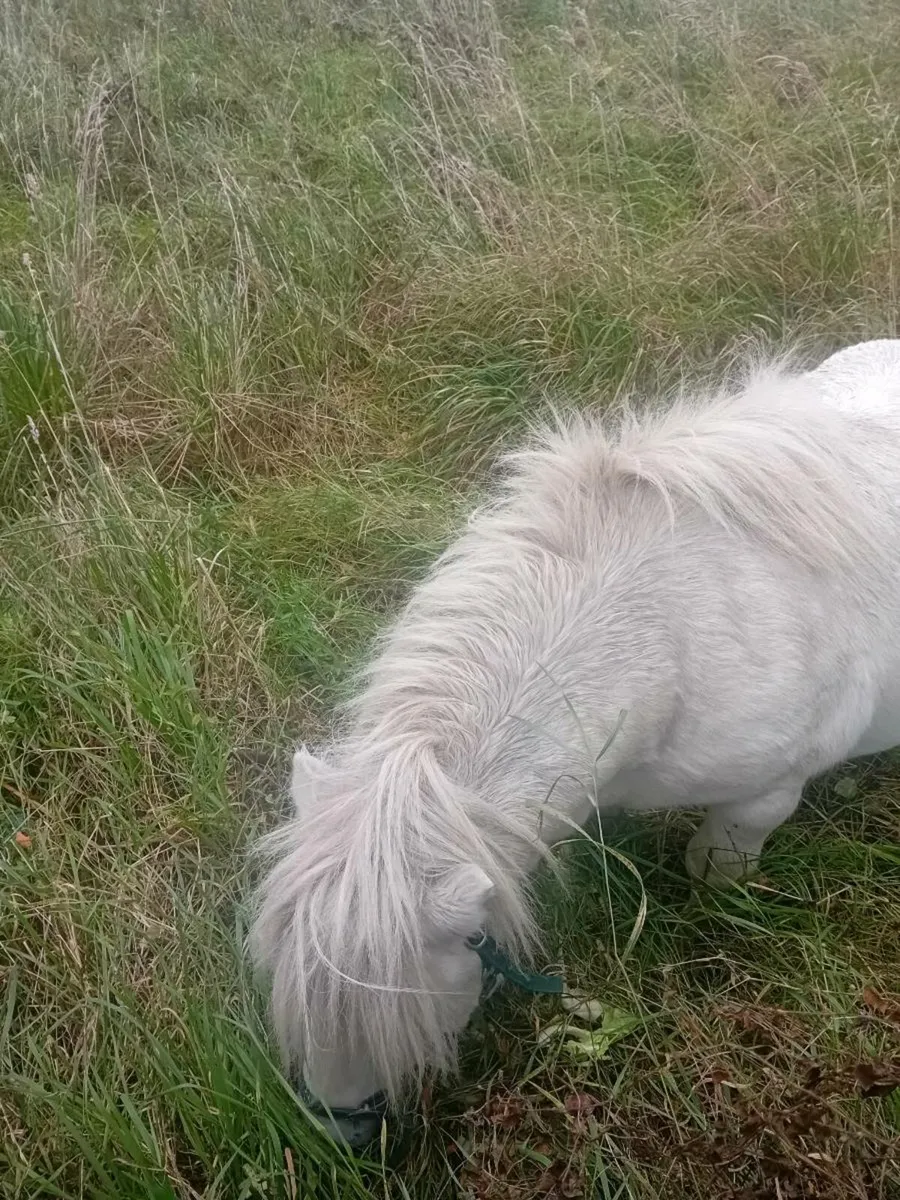 Shetland stallion - Image 3