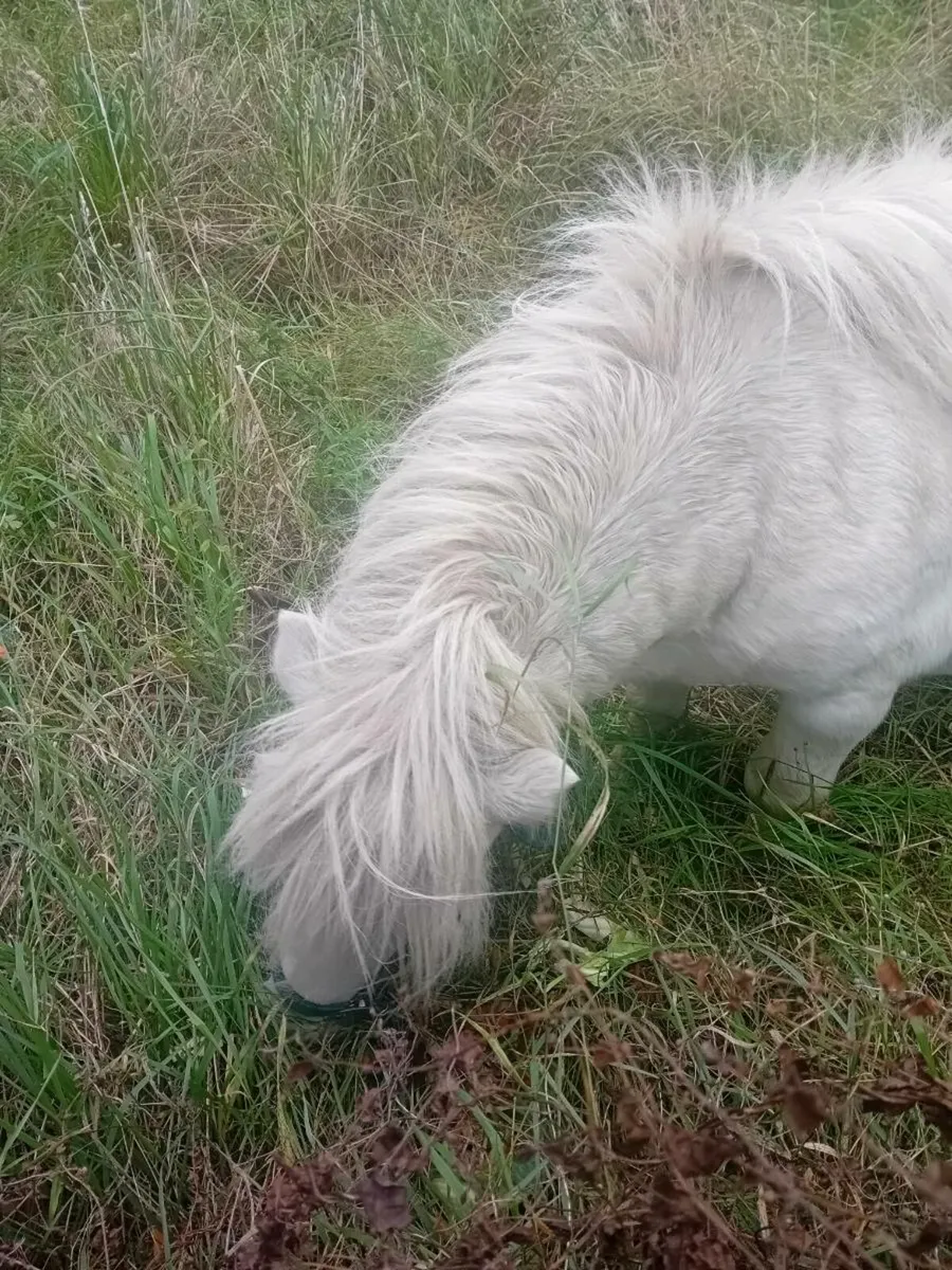 Shetland stallion - Image 4