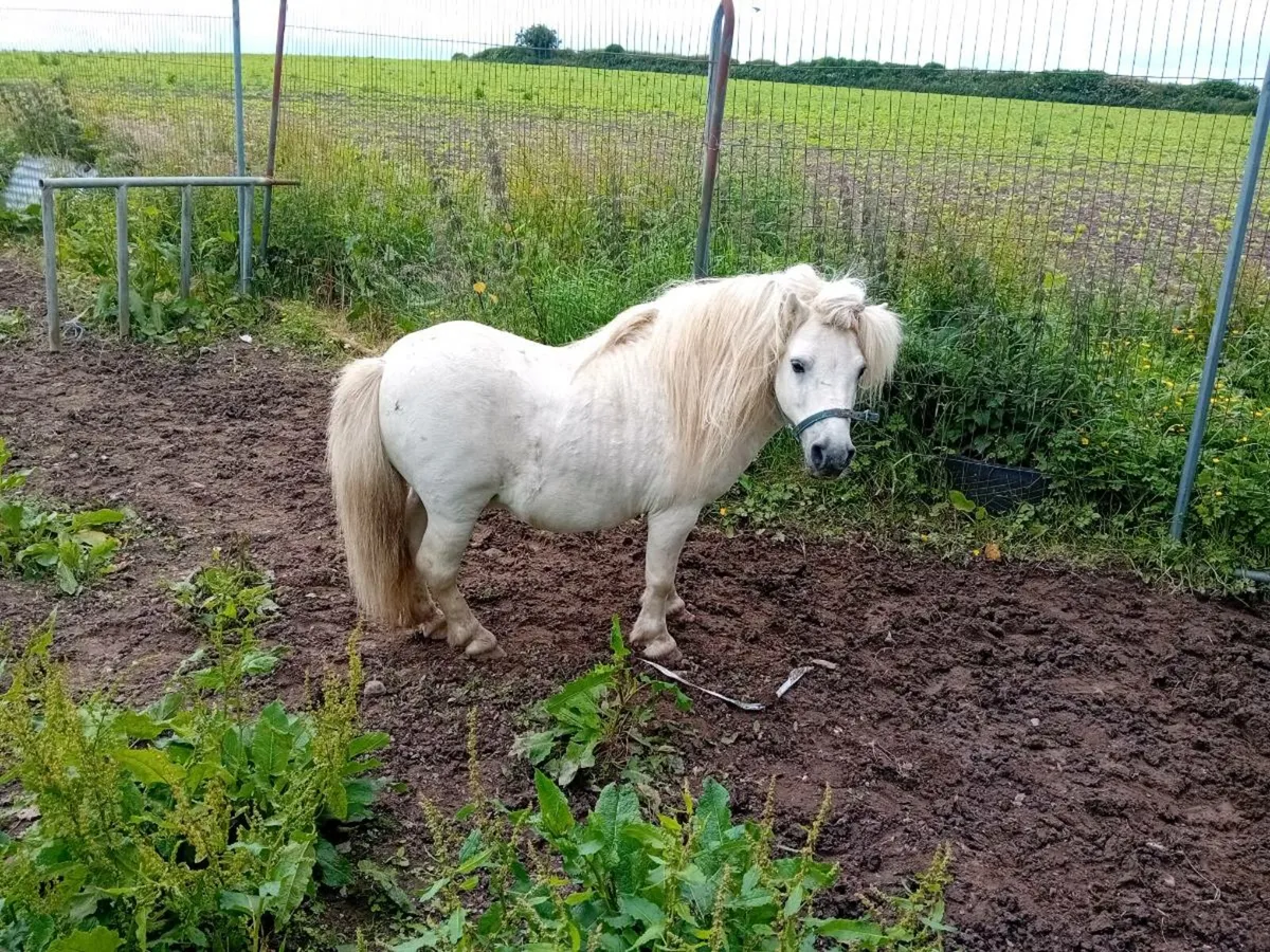 Shetland stallion - Image 1
