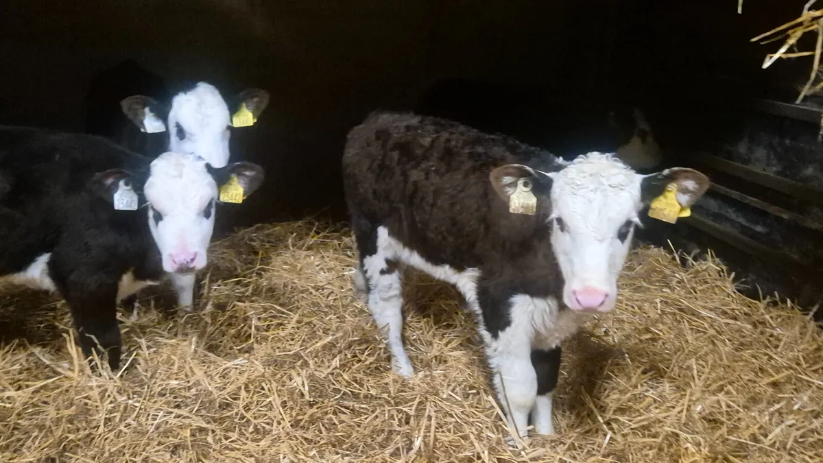 8 Quality Hereford heifers for sale - Image 4