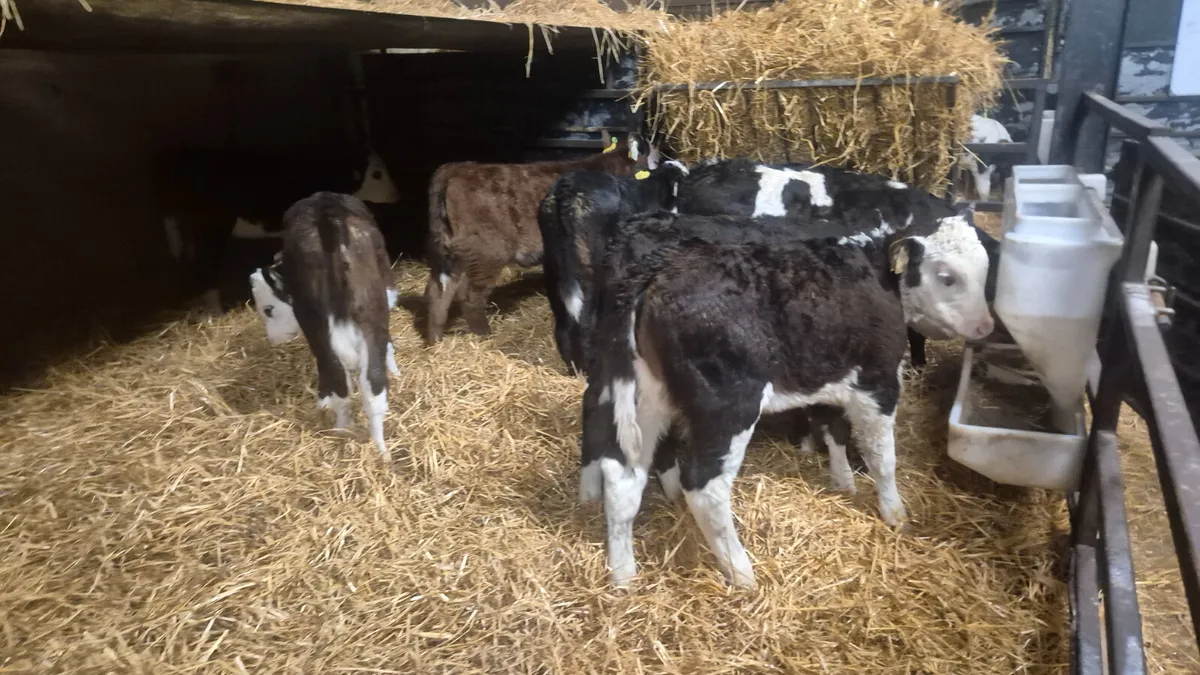8 Quality Hereford heifers for sale - Image 3