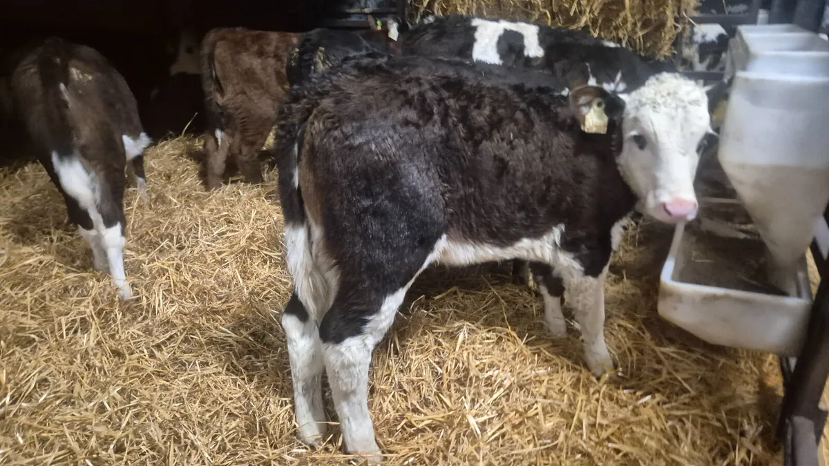 8 Quality Hereford heifers for sale - Image 2