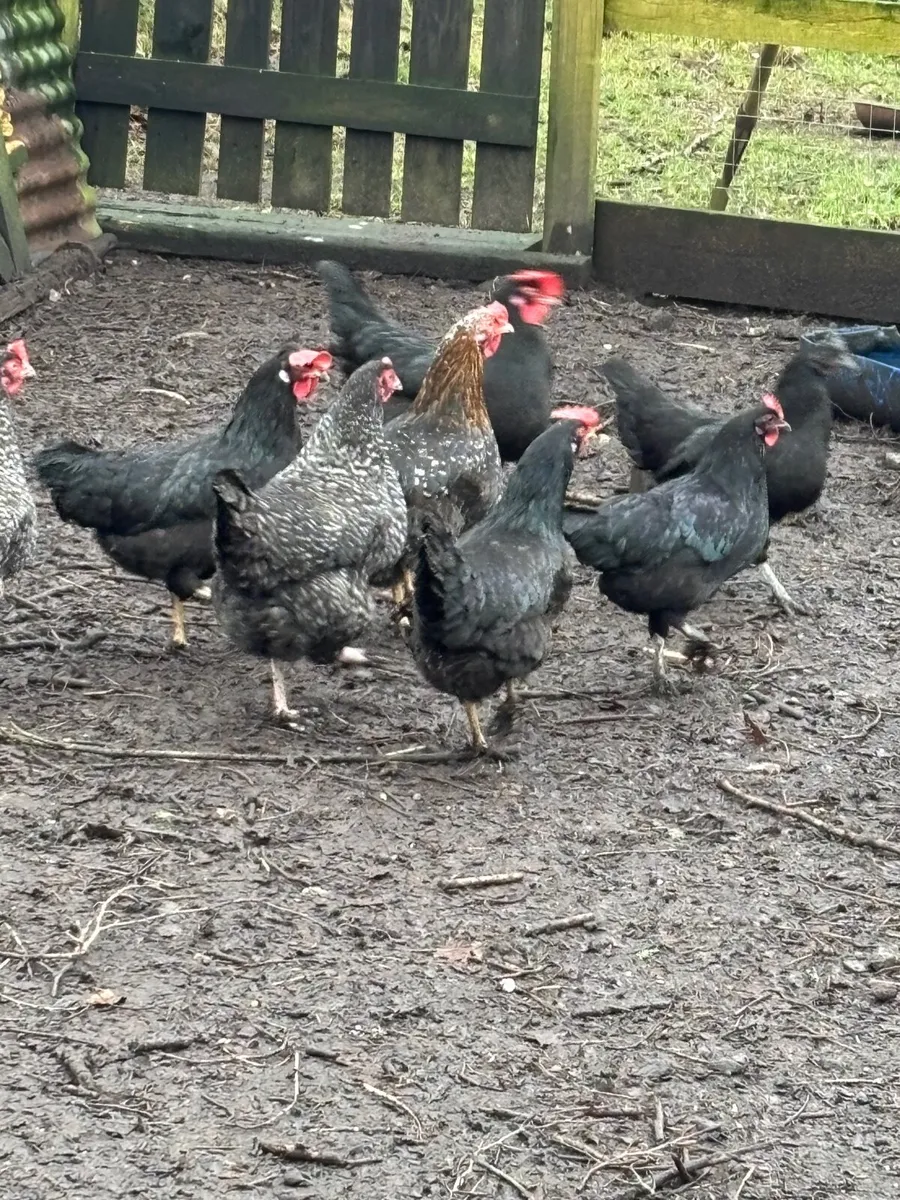 POL and laying Pullets - Image 1