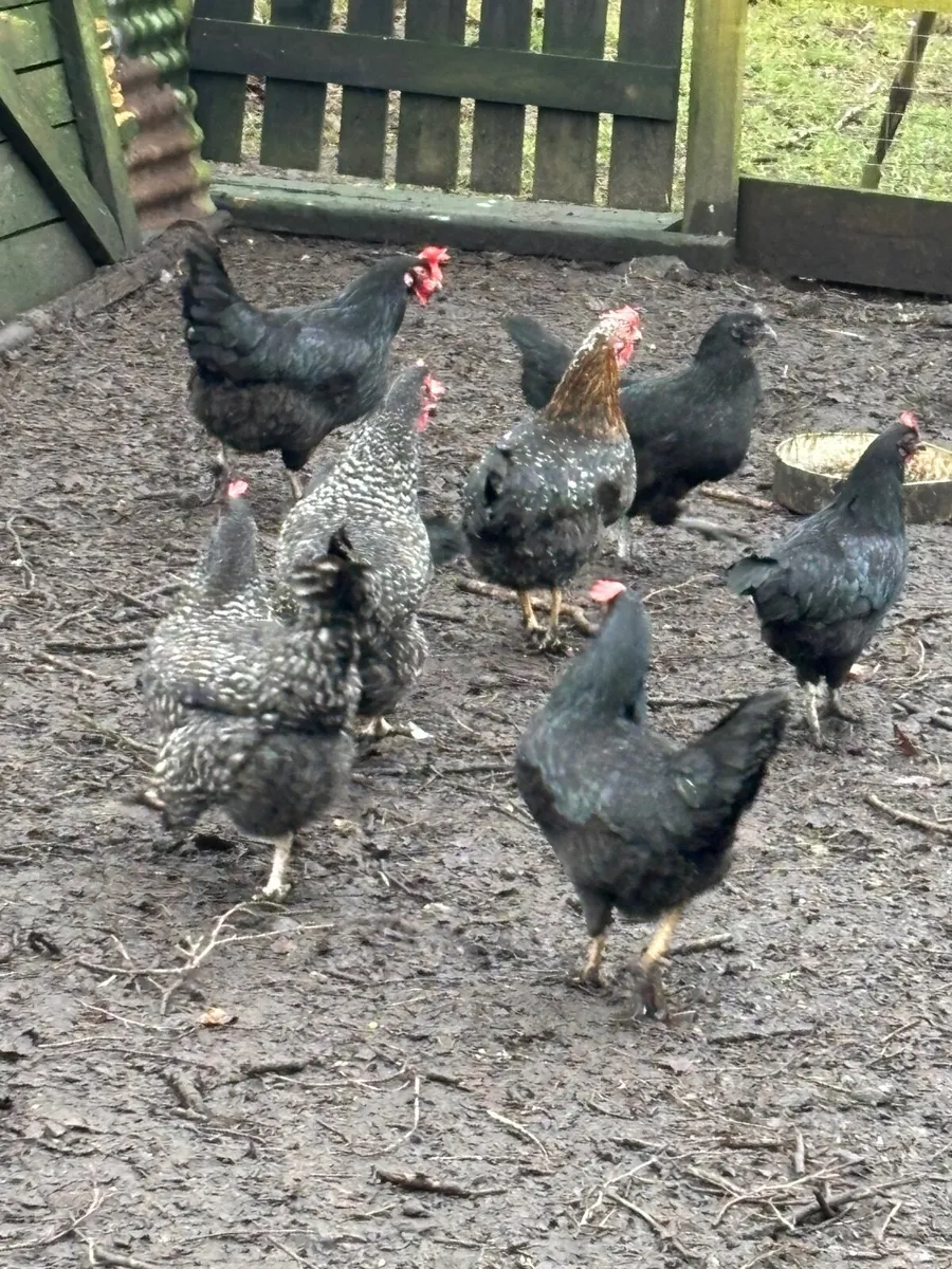 POL and laying Pullets - Image 2