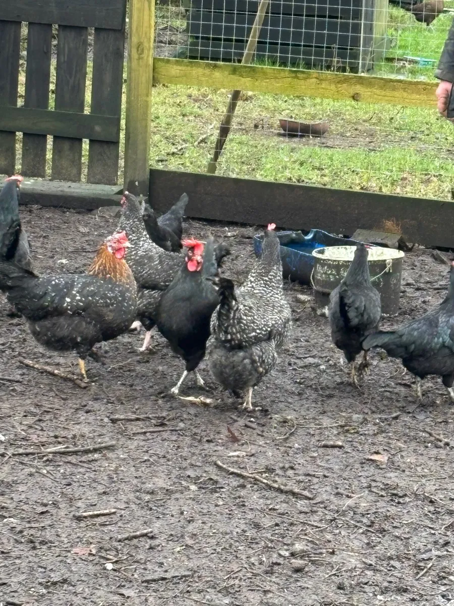 POL and laying Pullets - Image 3