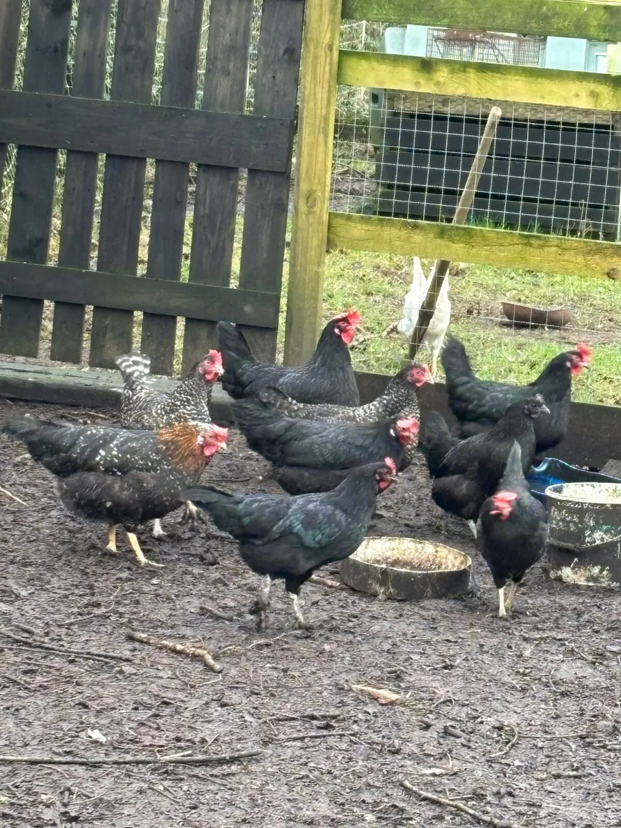 POL and laying Pullets - Image 4